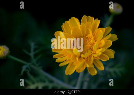 Giallo Daisy fiore su pianta. Messa a fuoco selettiva utilizzata. Foto Stock