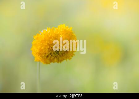 Bel fiore giallo galata completamente fiorito con sfondo verde sfocato. Usato fuoco selettivo e spazio copia. Foto Stock