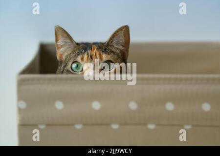 Primo piano di gatto curioso è salito in scatola di stoccaggio, guarda fuori a giocare a caccia di un giocattolo. Amanti degli animali domestici Foto Stock