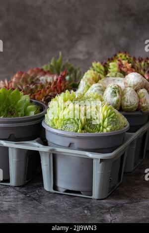 Piante Sempervivum, diverse varietà, in vasi di plastica e vassoio su sfondo di pietra scura Foto Stock