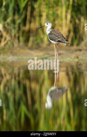 Black-winged stilt Himantopus himantopus, capretti, ACCANTO PISCINA, Tiszaalpár, Ungheria in luglio. Foto Stock