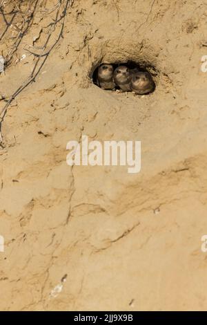 Sabbia comune martin Riparia Riparia, pulcini, prendendo capi fuori di nidificazione scavano, Tiszaalpár, Ungheria in luglio. Foto Stock