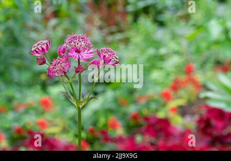 Fiore Astrantia Major Rosa Lee magistrwort nel giardino estivo. Foto Stock