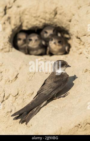 Sabbia comune martin Riparia riparia, adulto e pulcini a nesting burrow in cava di sabbia, Tiszaalpár, Ungheria nel mese di luglio. Foto Stock