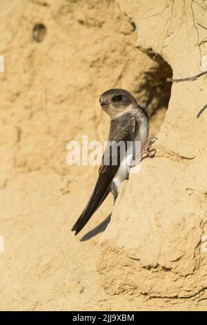 Sabbia comune martin Riparia riparia, giovanile, arroccato su riva di sabbia, Tiszaalpár, Ungheria nel mese di luglio. Foto Stock