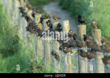 Sturnus vulgaris, gregge misto di giovani e adulti in recinzione, Flamborough Head, East Riding of Yorkshire, UK, giugno Foto Stock