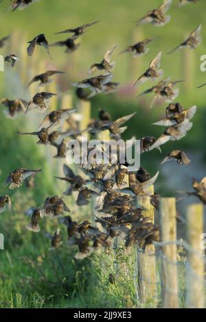 Sturnus vulgaris, gregge misto di giovani e adulti in recinzione, Flamborough Head, East Riding of Yorkshire, UK, giugno Foto Stock