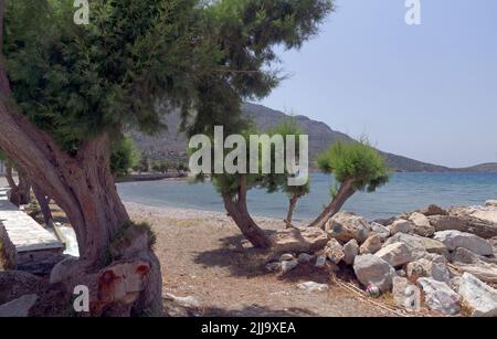 Alberi di tamarisco sulla spiaggia di Agios Antonios, Tilos, Dodecaneso, Grecia. Maggio 2022.. Molla Foto Stock