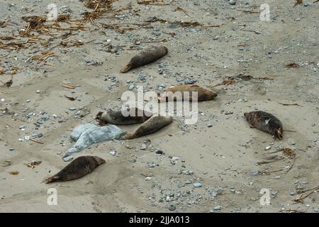 Godrevy Head, Cornovaglia, Regno Unito, Novembre Foto Stock