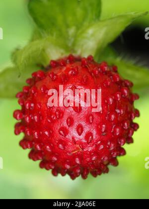 Bacche rosse di Potentilla indica - fragola mock Foto Stock