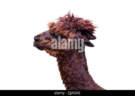 Primo piano di un'alpaca isolata su sfondo bianco. Testa di un'alpaca marrone, vista laterale. Divertente animale isolato su bianco. Da inserire nel Foto Stock