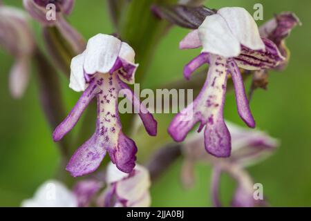 Orchidea militare Orchis militaris, singolo spike in fiore, Homefield Wood, Buckinghamshire, Regno Unito, giugno Foto Stock