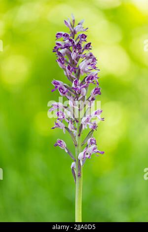 Orchidea militare Orchis militaris, singolo spike in fiore, Homefield Wood, Buckinghamshire, Regno Unito, giugno Foto Stock