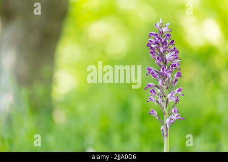 Orchidea militare Orchis militaris, singolo spike in fiore, Homefield Wood, Buckinghamshire, Regno Unito, giugno Foto Stock