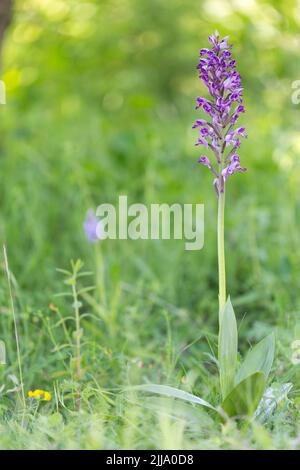 Orchidea militare Orchis militaris, singolo spike in fiore, Homefield Wood, Buckinghamshire, Regno Unito, giugno Foto Stock