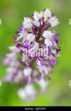 Orchidea militare Orchis militaris, singolo spike in fiore, Homefield Wood, Buckinghamshire, Regno Unito, giugno Foto Stock