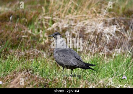 Great skua, Isola di Handa Foto Stock