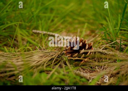 Un primo colpo di un cono di pino caduto sul terreno circondato da erba verde Foto Stock