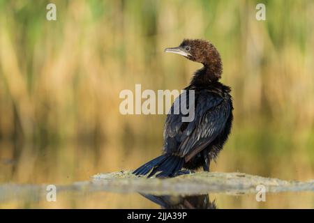 Pygmy cormorant Microcarbo pygmeus, adulto, seduto in banca sulla palude, Tiszaalpár, Ungheria nel mese di luglio. Foto Stock