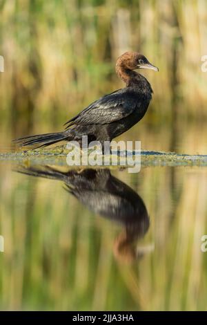 Pygmy cormorant Microcarbo pygmeus, adulto, seduto in banca sulla palude, Tiszaalpár, Ungheria nel mese di luglio. Foto Stock