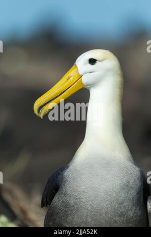 Albatross sventolato Phoebastria irrorata, adulto, profilo, Punta Suárez, Isola di Española, Isole Galápagos, aprile Foto Stock