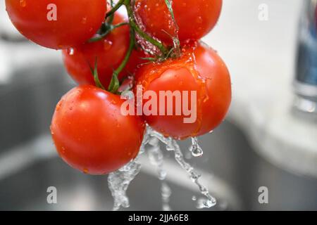 Pomodori sulla vite - Solanum lycopersicum - pomodoro rosso lavato sott'acqua risciacquato - grappolo umido di frutta/verdura grappata in un lavandino d'acciaio Foto Stock