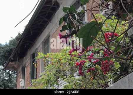 Casa abbandonata e trascurata a San Paolo, Brasile, podcast mulher da casa abandonada Foto Stock