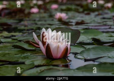 Un primo colpo di gigli d'acqua su un lago - ottimo per gli sfondi Foto Stock