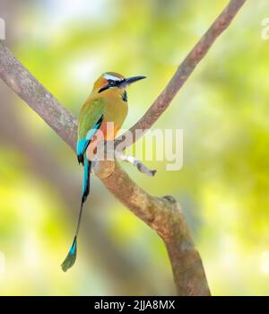 motmot turchese dorato arroccato su un albero Foto Stock