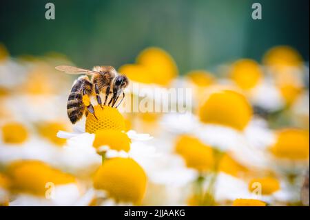 L'ape del miele si nutre del nettare di un fiore di camomilla. Fiori di camomilla gialli e bianchi sono tutti intorno, l'ape è fuori fuoco, lo sfondo un Foto Stock