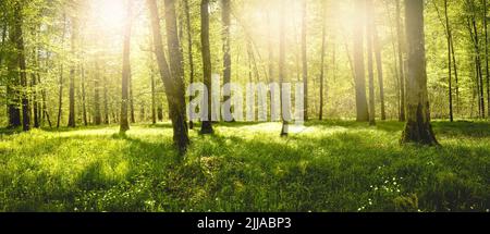 Una foresta di nebbia in Germania durante una bella alba Foto Stock