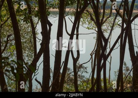 Area alberata accanto a un torrente all'interno del Parco Nazionale El Palmar, Entre Rios, Argentina. Foto Stock