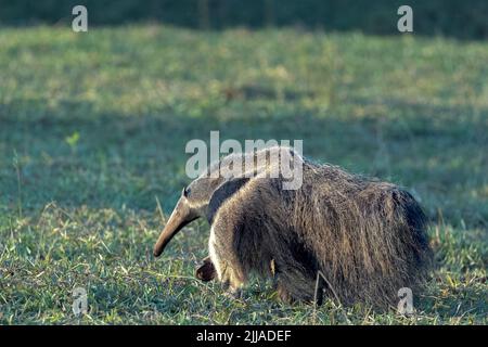 Un anteater gigante selvaggio (Myrmechophaga tridactyla) foraggi al tramonto nel Pantanal del Brasile. È la più grande delle quattro specie di anteater in tutto il mondo. Foto Stock