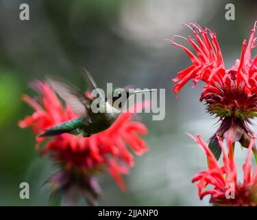 Un maschio Ruby ha gettato hummingbird, Archilochus colubris, hovering vicino e nutrendo su rosso luminoso monarda, Monarda Monarda fiorilosa fiori in un giardino Foto Stock