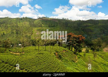 Vista aerea di colline e montagne con piantagioni di tè su uno sfondo di cielo blu e nuvole. Sri Lanka. Foto Stock