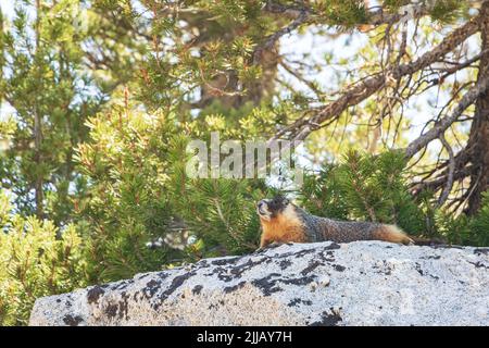 Marmotta che domina il sentiero escursionistico, arroccato su un masso all'ombra di un pino in una giornata di sole nel Parco Nazionale di Yosemite, California, Stati Uniti d'America Foto Stock