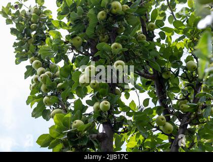 Ramo di alberi di frutta di pera pieno con vista di frutta dal basso Foto Stock