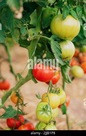 Primo piano sulla piantagione di bellissimi, deliziosi pomodori maturi verdi e rossi coltivati in serra di policarbonato su sfondo sfocato. Pomodoro appeso sulla vite di pianta. Orticoltura. Verdure Foto Stock