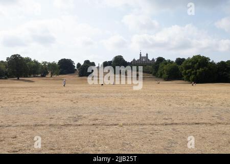 Greenwich Park che mostra gli effetti della siccità con erba arroccata, Londra UK Foto Stock