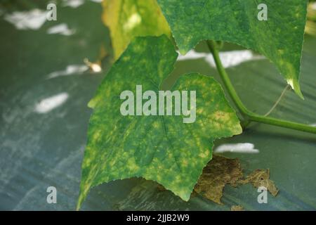 sfondo, fiore, taglio, primo piano, cetriolo, cetrioli, cetrioli, vitigni, cetrioli, cetrioli sativus, coltivati, coltivazione, taglio, agricoltura, f Foto Stock