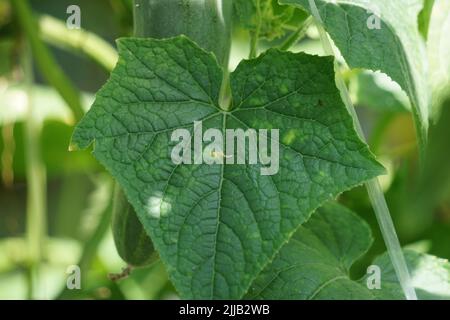 sfondo, fiore, taglio, primo piano, cetriolo, cetrioli, cetrioli, vitigni, cetrioli, cetrioli sativus, coltivati, coltivazione, taglio, agricoltura, f Foto Stock