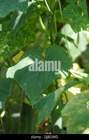 sfondo, fiore, taglio, primo piano, cetriolo, cetrioli, cetrioli, vitigni, cetrioli, cetrioli sativus, coltivati, coltivazione, taglio, agricoltura, f Foto Stock