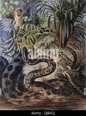 La casa delle Anaconda Anaconda o boa d'acqua sono un gruppo di grandi serpenti del genere Eunectes. Si trovano in Sud America tropicale. Dalla storia naturale reale A CURA DI RICHARD LYDEKKER Volume V 1896 Foto Stock