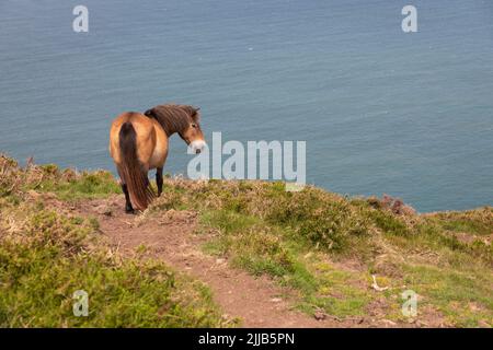 Pony Exmoor camminando sul sentiero costiero vicino a Lynton, Devon, Gran Bretagna Foto Stock