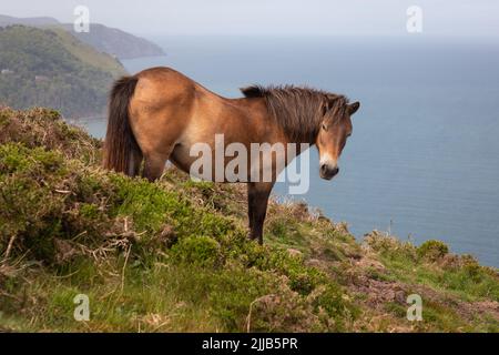 Pony Exmoor camminando sul sentiero costiero vicino a Lynton, Devon, Gran Bretagna Foto Stock