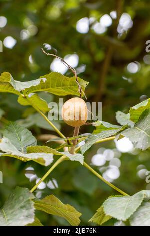 Frutta di albero nel giardino primo piano con fogliame verde Foto Stock