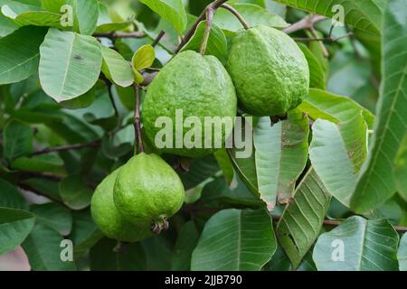 Frutta di guava biologica. Frutta di guava verde appeso su albero in agricoltura fattoria di India nella stagione di raccolta, questo frutto contiene un sacco di vitamina C. Foto Stock