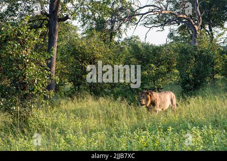 Leone maschile, parco giochi Okavango delta Foto Stock