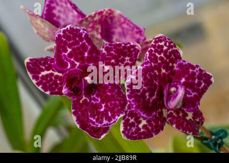 Orchid Phalaenopsis Lioulin Wild Cat. Boccioli bianchi viola punteggiati e macchiati. Fiore rosa Borgogna. Primo piano delle orchidee. Varietà rara. Foto Stock