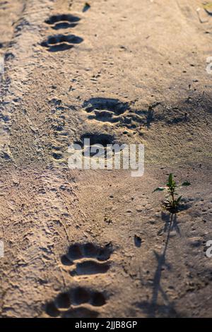 Tracce leone maschile, parco giochi Okavango delta Foto Stock